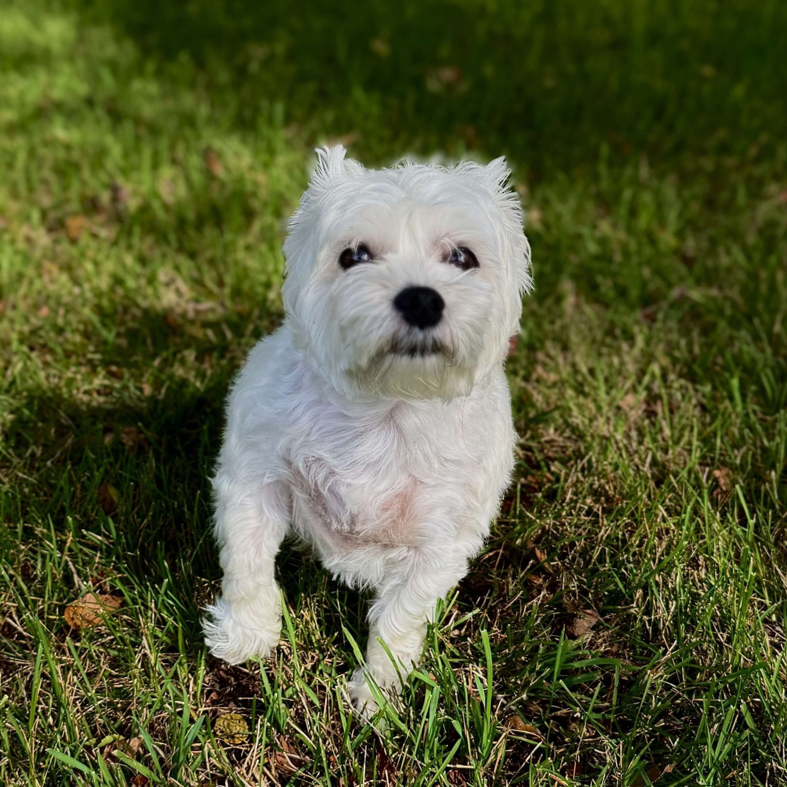 Guster the Office Dog
